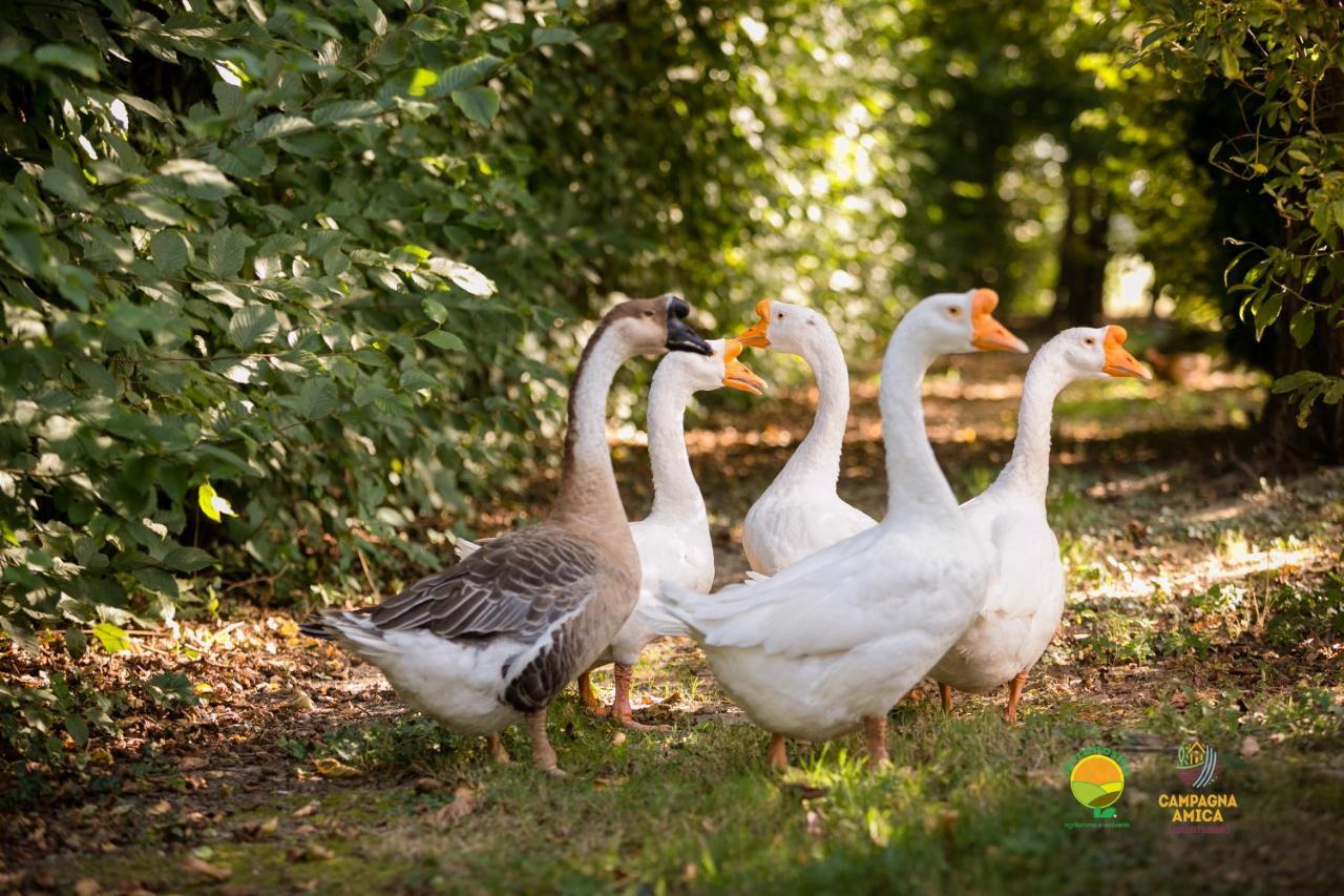 Séjour à la ferme Ai Carpini Marcon