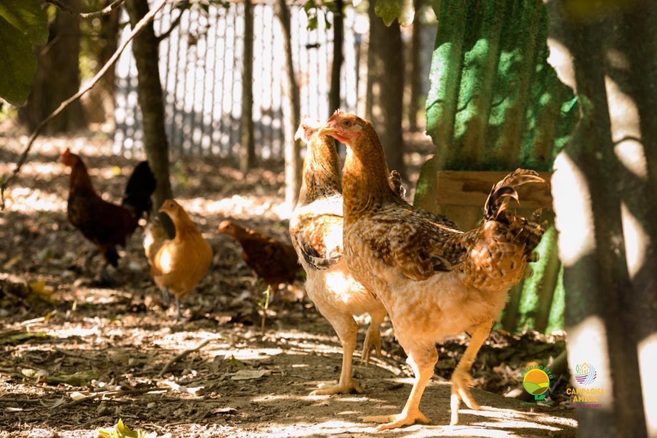 Agroturismo Ai Carpini *