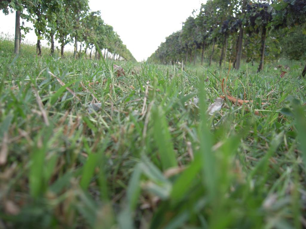 Ai Carpini Bauernhof